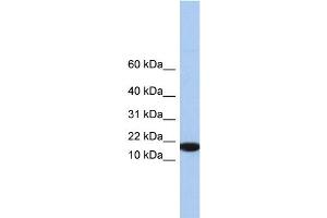 WB Suggested Anti-IL5 Antibody Titration: 0. (IL-5 anticorps  (Middle Region))