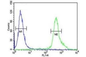 p73 antibody flow cytometric analysis of 293 cells (green) compared to a negative control (blue).