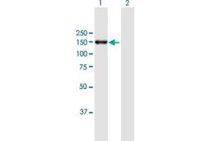Western Blot analysis of POLRMT expression in transfected 293T cell line by POLRMT MaxPab polyclonal antibody. (POLRMT anticorps  (AA 1-1230))