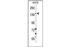 Western blot analysis of JMJD2B Antibody (N-term) in A375 cell line lysates (35ug/lane). (KDM4B anticorps  (N-Term))