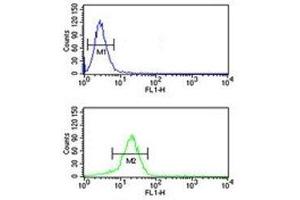 YAP antibody flow cytometric analysis of NCI-H460 cells (bottom histogram) compared to a negative control (top histogram).