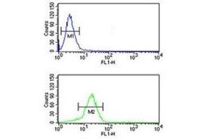 YAP antibody flow cytometric analysis of NCI-H460 cells (bottom histogram) compared to a negative control (top histogram). (YAP1 anticorps  (AA 420-446))
