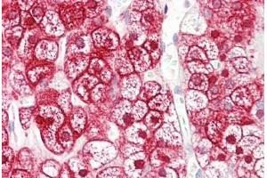 Anti- Anti-SLC16A12 / MCT12 antibody IHC staining of human adrenal.