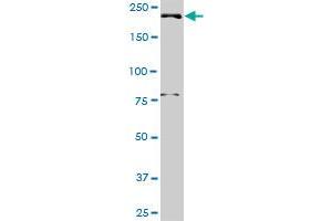 DNMBP MaxPab rabbit polyclonal antibody.