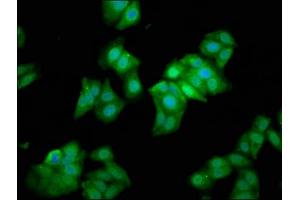 Immunofluorescence staining of HepG2 cells with ABIN7159577 at 1:133, counter-stained with DAPI.