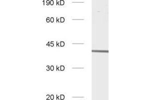 dilution: 1 : 1000, sample: synaptic vesicle fraction of rat brain (LP2)