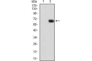 Western Blotting (WB) image for anti-Vav 2 Guanine Nucleotide Exchange Factor (VAV2) (AA 552-868) antibody (ABIN5933237) (VAV2 anticorps  (AA 552-868))