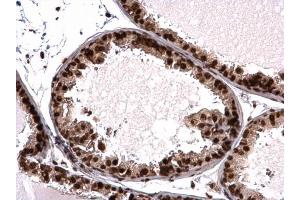 IHC-P Image Histone H3. (Histone H3.3B anticorps  (full length))