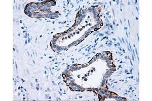 Image no. 2 for anti-Induced Myeloid Leukemia Cell Differentiation Protein Mcl-1 (MCL1) antibody (ABIN1499338)