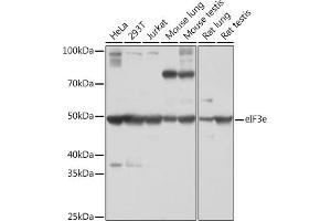 Western blot analysis of extracts of various cell lines, using eIF3e Rabbit mAb (ABIN7267040) at 1:1000 dilution. (EIF3E anticorps)