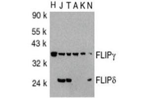 Image no. 1 for anti-CASP8 and FADD-Like Apoptosis Regulator (CFLAR) (AA 191-209), (C-Term) antibody (ABIN318973)