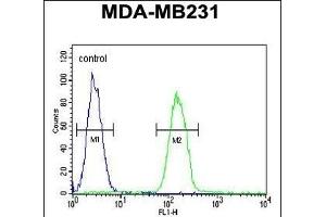 PHL Antibody (C-term) (ABIN652395 and ABIN2841923) flow cytometric analysis of MDA-M cells (right histogram) compared to a negative control cell (left histogram). (PHLPP2 anticorps  (C-Term))