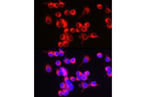 Immunofluorescence analysis of Neuro-2a cells using ENPP5 Rabbit mAb (ABIN7266899) at dilution of 1:100 (40x lens). (ENPP5 anticorps)