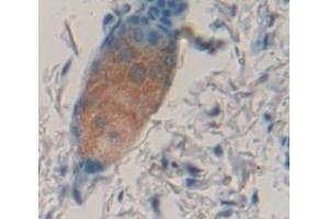 IHC-P analysis of Mouse Tissue, with DAB staining. (IL1F9 anticorps  (AA 5-149))