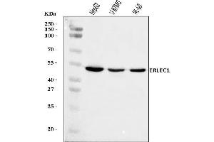 Western blot analysis of ERLEC1 using anti-ERLEC1 antibody (ABIN7601393).