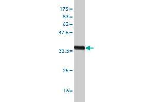 Western Blot detection against Immunogen (33. (ZIC4 anticorps  (AA 249-319))
