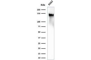 Western Blot Analysis of K562 cell lysate using CD43 Rabbit Recombinant Monoclonal Antibody (SPN/2049R) (Recombinant CD43 anticorps)