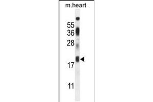 Western blot analysis in mouse heart tissue lysates (35ug/lane). (ISCA2 anticorps  (AA 72-101))
