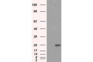 Western Blotting (WB) image for anti-Proteasome Subunit alpha  7 (PSMA7) antibody (ABIN1498763) (PSMA7 anticorps)