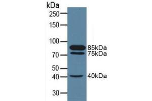 Western blot analysis of Pig Kidney Tissue. (MME anticorps  (AA 382-538))