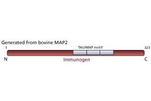 Image no. 2 for anti-Microtubule-Associated Protein 2 (MAP2) antibody (ABIN967494)
