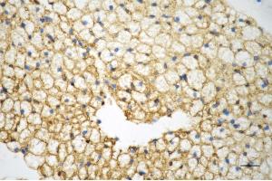 Immunohistochemistry was performed on paraffin-embedded mouse brown adipose tissue using caveolin 1 antibody (ABIN7797944), 1:200). (Recombinant Caveolin-1 anticorps)