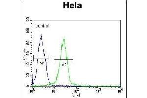 EWSR1 Antibody (C-term) (ABIN652770 and ABIN2842507) flow cytometric analysis of Hela cells (right histogram) compared to a negative control cell (left histogram). (EWSR1 anticorps  (C-Term))