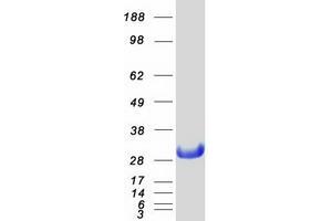Validation with Western Blot