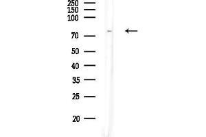 anti-Ataxin 7-Like 2 (ATXN7L2) (Internal Region) antibody