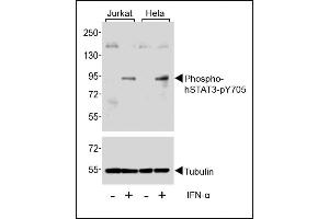 Western blot analysis of extracts from Jurkat and Hela cells, untreated or treated with IFN-α(100 ng/mL), using Phospho-STAT3-p Antibody.