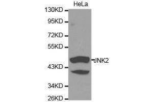 Western Blotting (WB) image for anti-Mitogen-Activated Protein Kinase 9 (MAPK9) antibody (ABIN1873633) (JNK2 anticorps)