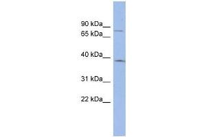 ZNF300 antibody used at 0. (ZNF300 anticorps  (N-Term))