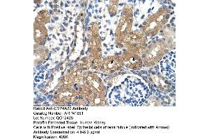 Rabbit Anti-CYP4A22 Antibody  Paraffin Embedded Tissue: Human Kidney Cellular Data: Epithelial cells of renal tubule Antibody Concentration: 4. (CYP4A22 anticorps  (N-Term))