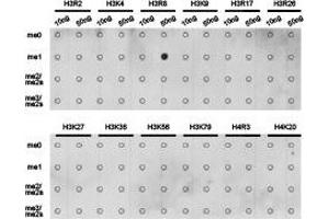 Dot-blot analysis of all sorts of methylation peptides using H3R8me1 antibody. (Histone anticorps)
