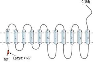 Representative domain view of the target of ABIN7885485.