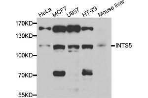 Western blot analysis of extracts of various cell lines, using INTS5 antibody. (INTS5 anticorps)