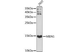 Western blot analysis of extracts of 293T cells, using MIEN1 antibody (ABIN6291282) at 1:1000 dilution. (C17orf37 anticorps)