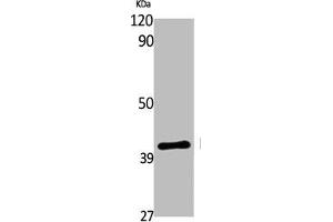 Western Blot analysis of various cells using EDG-7 Polyclonal Antibody (LPAR3 anticorps  (C-Term))