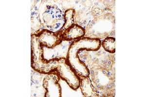 Immunohistochemical analysis of paraffin-embedded M.