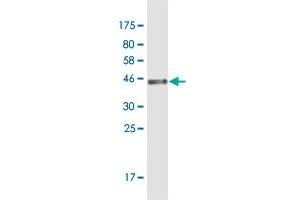 Western Blot detection against Immunogen (43 KDa) .