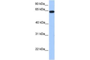 Western Blotting (WB) image for anti-Zinc Finger Protein 296 (ZNF296) antibody (ABIN2461979) (Zinc Finger Protein 296 (ZNF296) anticorps)
