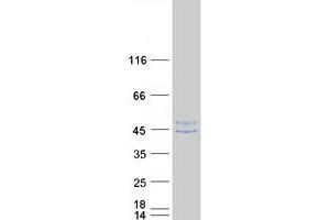 Validation with Western Blot