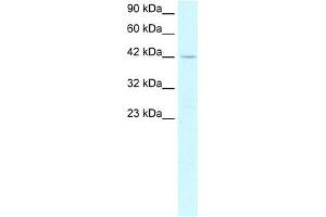 WB Suggested Anti-PTF1A Antibody Titration: 2. (PTF1A anticorps  (N-Term))