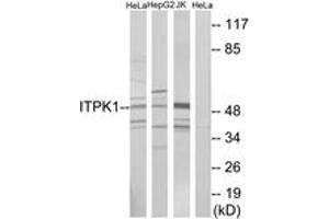 Western blot analysis of extracts from HeLa/HepG2/Jurkat cells, using ITPK1 Antibody.