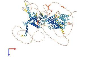 AlphaFold protein structure predicition of Mouse Recombinant Srebf1 Protein, UniprotID Q9WTN3