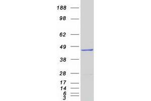 Validation with Western Blot