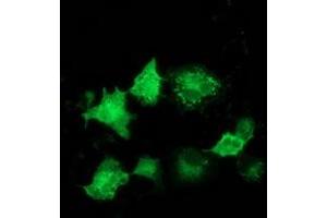 Anti-ARFGAP1 mouse monoclonal antibody (ABIN2454350) immunofluorescent staining of COS7 cells transiently transfected by pCMV6-ENTRY ARFGAP1 (RC206987). (ARFGAP1 anticorps)