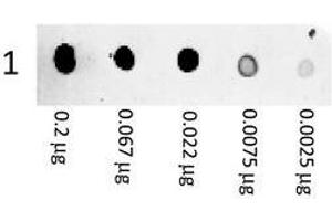 Image no. 1 for Goat anti-Mouse IgG (Whole Molecule) antibody (PE) (ABIN799894) (Chèvre anti-Souris IgG (Whole Molecule) Anticorps (PE))