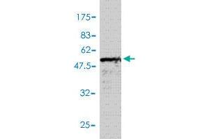 Western Blot detection against Immunogen (57.