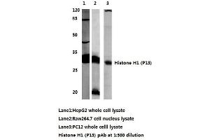 Western blot (WB) analysis of Histone H1 antibody (Histone H1 anticorps)